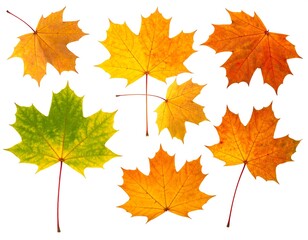 Autumn leaves, various colors