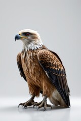 Obraz premium Majestic Eagle Portrait