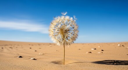 A lone dandelion seedhead stands proud amidst a vast expanse of beige desert sand, bathed in bright sunlight against a clear, vibrant blue sky.