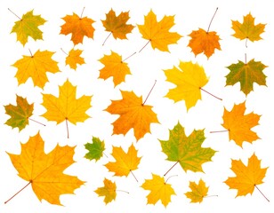Autumn maple leaves isolated on white