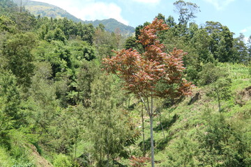 pine trees in the mountains