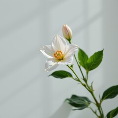 Obraz premium White Flower Blossom with Bud