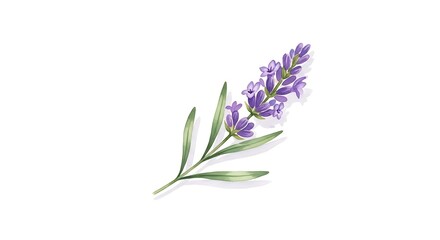 A delicate lavender sprig, with vibrant purple blossoms and soft green leaves, rests gently against a white backdrop.