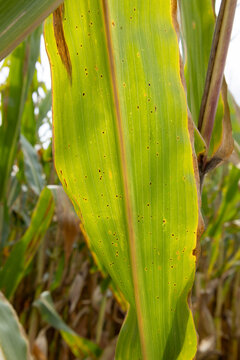 Close-up of a corn leaf with tar spot disease. 