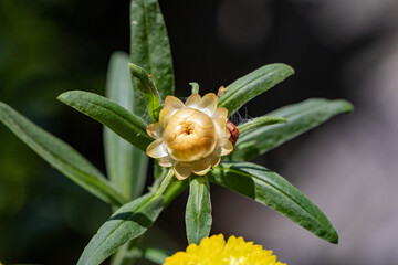 Flor Sempre-viva (Xerochrysum bracteatum) amarela. Jardim	