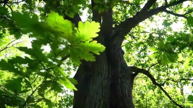 Tree Trunk and Branches with Sunlight in Green Forest
