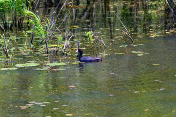 American Coot at Shiawassee National Wildlife Refuge, near Saginaw, Michigan.