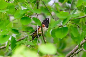 Eastern Towhee at Natural Bridge State Park, near Freedom, Wisconsin.