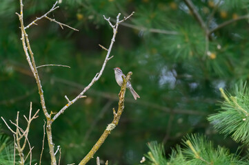 A Chipping Sparrow Perched in a Tree near Montello, Wisconsin.