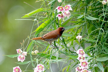 An Indian Silverbill tries to make a nest