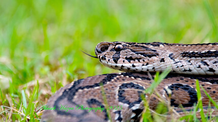 A Russell's Viper coils and watches