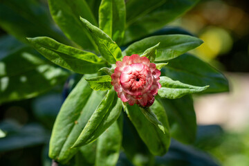 Flor Sempre-viva (Xerochrysum bracteatum) rosa. Jardim	