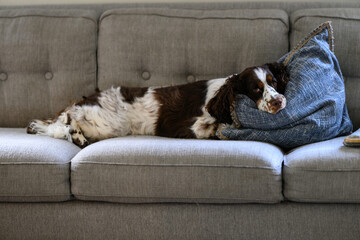 English spinger spaniel laying on gray couch with a blue pillow