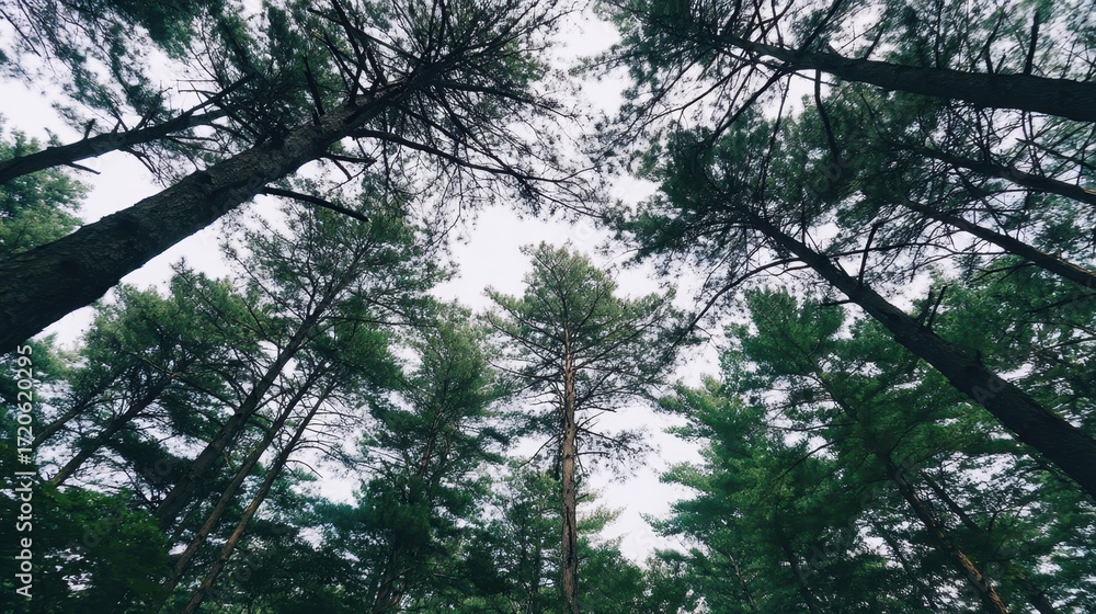 Poster serene view of tall evergreen trees reaching towards cloudy sky in peaceful forest setting