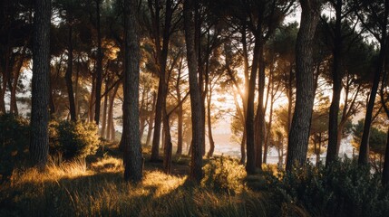 Tranquil Sunrise in a Pine Forest Surrounded by Nature's Beauty and Soft Golden Light Filtering Through the Trees