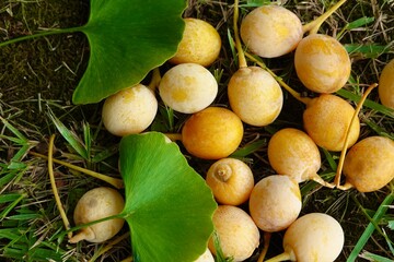 秋の味覚　銀杏