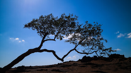 trees growing slanted on hills