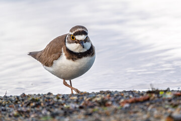Little ringed plover (Charadrius dubius), bird standing on the lake shore