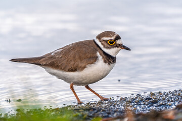 Little ringed plover (Charadrius dubius), bird standing on the lake shore
