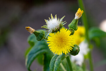 Serralha, serralha-branca ou serrallha-macia (Sonchus oleraceus) 