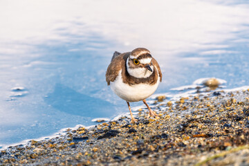 Little ringed plover (Charadrius dubius), bird standing on the lake shore