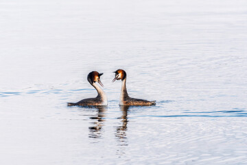 Mating games of two water birds Great Crested Grebes. Two waterfowl birds Great Crested Grebes swim in the lake with heart shaped silhouette