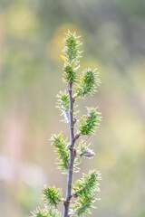 Nature awakes in spring. Blooming willow twigs and furry willow-catkins, so called seals or cats. Holly willow, Salix caprea, is a national symbol of Ukraine.