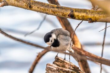 A beautiful bird called the white wagtail, also called the wagtail and snow wagtail, and also the snowy tit on a tree branch.