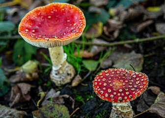 Fly Agaric Mushrooms Toadstool Fungi