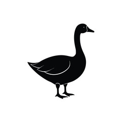 Obraz premium Adobe Illustrator Artwork