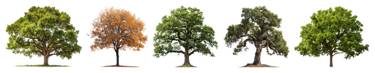 Obraz premium PNG Diverse trees showcasing seasonal changes, element set on transparent background