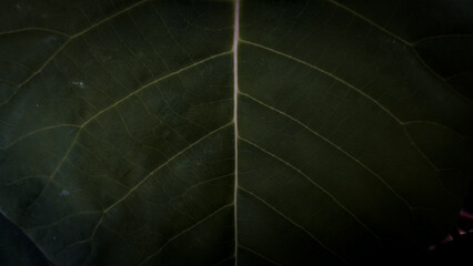 Texture of leaf close up background