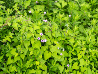 マメアサガオが咲く野原の風景