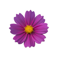 Purple cosmos flowers isolated on white background with clipping path.