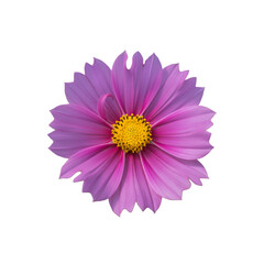 Purple cosmos flowers isolated on white background with clipping path.