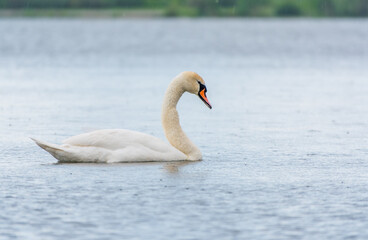 Fototapeta premium Graceful white Swan swimming in the lake, swans in the wild. Portrait of a white swan swimming on a lake.