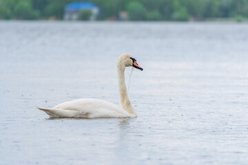 Fototapeta premium Graceful white Swan swimming in the lake, swans in the wild. Portrait of a white swan swimming on a lake.