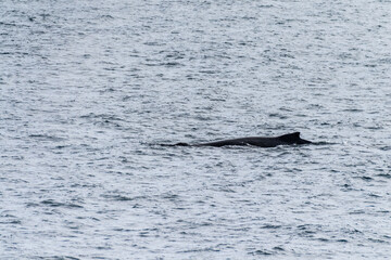 Fototapeta premium Close-up of the back of a diving humpback whale -Megaptera novaeangliae- including the dorsal fin and blow hole. Image taken in the Gerlache strait, near Anvers island, in the Antarctic peninsula.