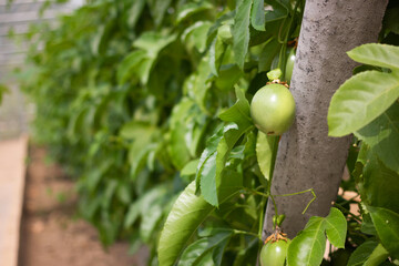Fresh passion fruit and  has green leaves from the garden 