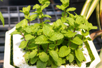 Fresh green mint plants from the garden Hydroponics or Soilless Culture