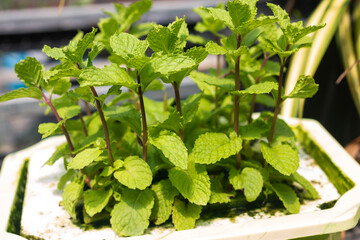 Fresh green mint plants from the garden Hydroponics or Soilless Culture