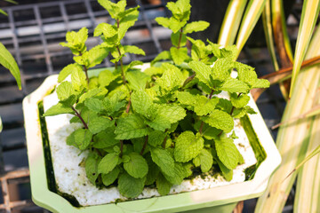 Fresh green mint plants from the garden Hydroponics or Soilless Culture