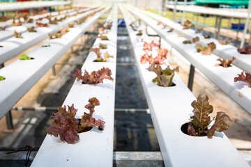 Red oak lettuce or Salad vegetables in Nursery for seedlings from the garden Hydroponics or Soilless Culture