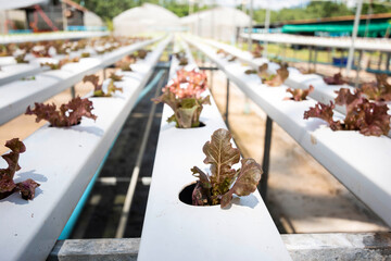 Red oak lettuce or Salad vegetables in Nursery for seedlings from the garden Hydroponics or Soilless Culture