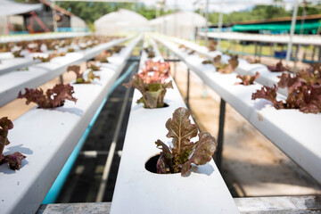 Red oak lettuce or Salad vegetables in Nursery for seedlings from the garden Hydroponics or Soilless Culture