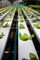 Lettuce vegetables or Salad vegetables in Nursery for seedlings from the garden Hydroponics or Soilless Culture