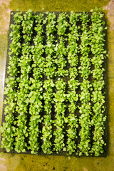 fresh coriander plants or cilantro in Nursery for seedlings from the garden Hydroponics or Soilless Culture