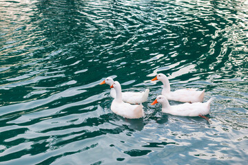 Several white ducks are swimming in a blue pond