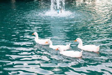 Several white ducks are swimming in a blue pond