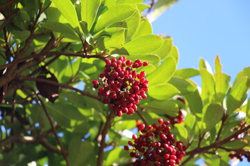 秋の彩り、サンゴジュの赤い宝石